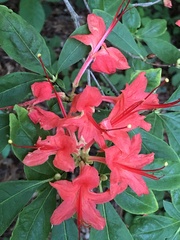 Rhododendron prunifolium