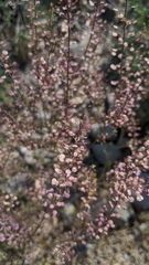 Lepidium perfoliatum