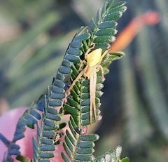 Sidymella rubrosignata