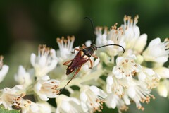 Typocerus acuticauda