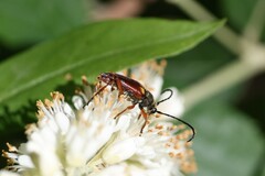 Typocerus acuticauda