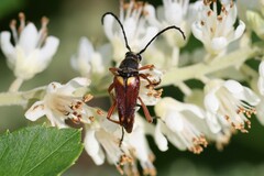 Typocerus acuticauda