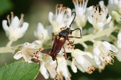 Typocerus acuticauda
