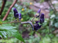 Pyrrhia