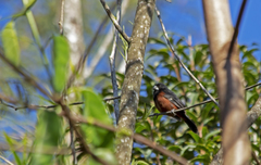 Sporophila angolensis