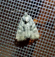 Mesapamea fractilinea