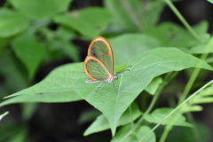 Pteronymia rufocincta