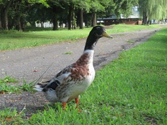 Anas platyrhynchos domesticus