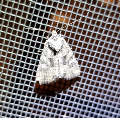 Mesapamea fractilinea