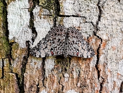 Hamadryas feronia farinulenta