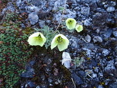 Papaver polare