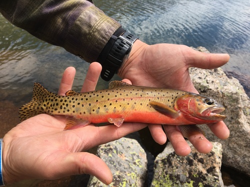 Rocky Mountain Cutthroat Trout