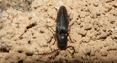 Dicrepidius corvinus