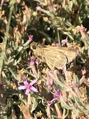 Panoquina errans