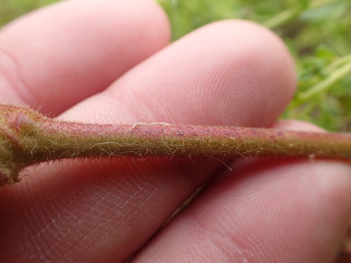 Image of Horkelia californica by no rights reserved