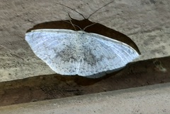 Lepidoptera