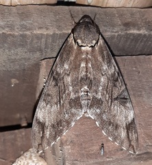 Lepidoptera