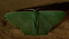 Lepidoptera