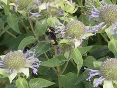 Bombus auricomus