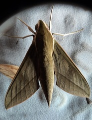 Lepidoptera