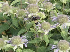 Bombus auricomus