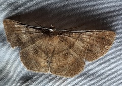 Lepidoptera