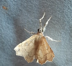 Lepidoptera