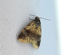 Lepidoptera