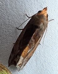 Lepidoptera