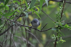Polioptila caerulea caerulea