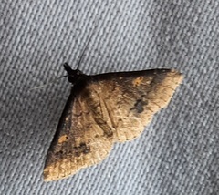 Lepidoptera