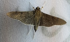 Lepidoptera