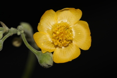 Abutilon reventum
