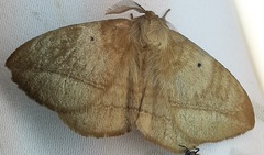 Eupterotidae