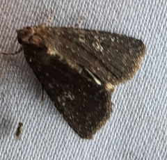Lepidoptera