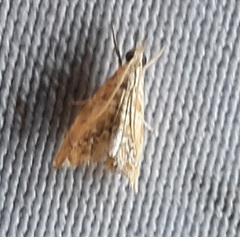 Lepidoptera