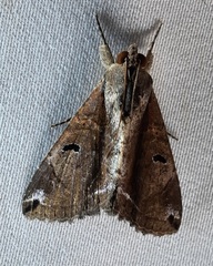 Lepidoptera