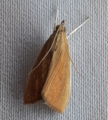 Lepidoptera