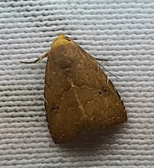 Lepidoptera