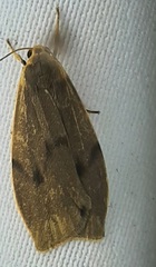 Dolgoma angulifera