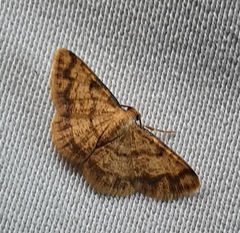 Lepidoptera