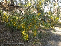Acacia macradenia