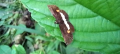 Paramimus stigma