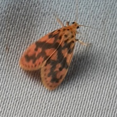 Miltochrista rubricosa