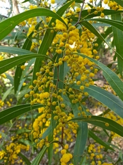 Acacia macradenia