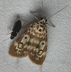 Sommeria marchalii
