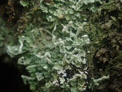 Cladonia cucullata
