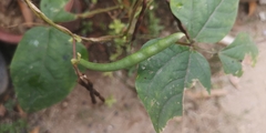 Vigna radiata