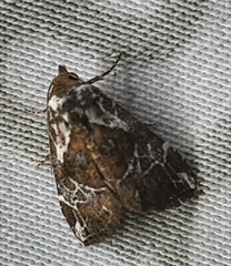 Lepidoptera
