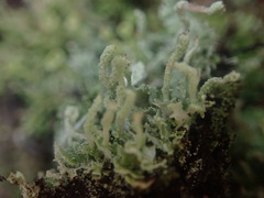 Cladonia cucullata